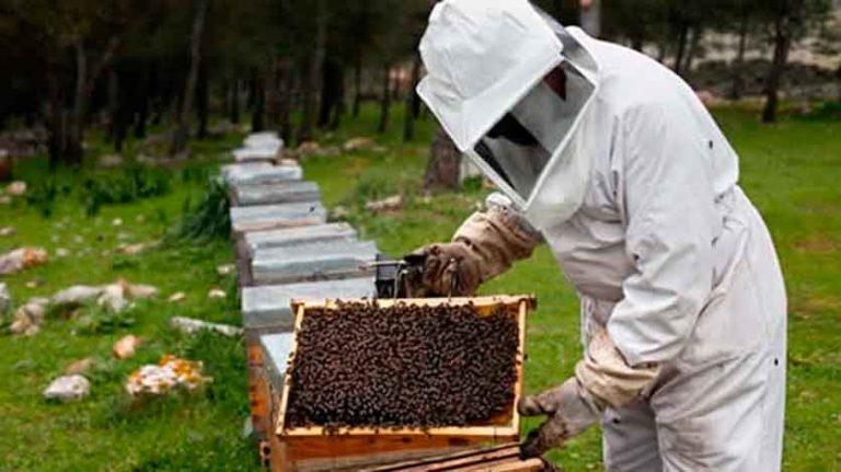 Investigado un apicultor como posible responsable del incendio forestal en el Moncayo