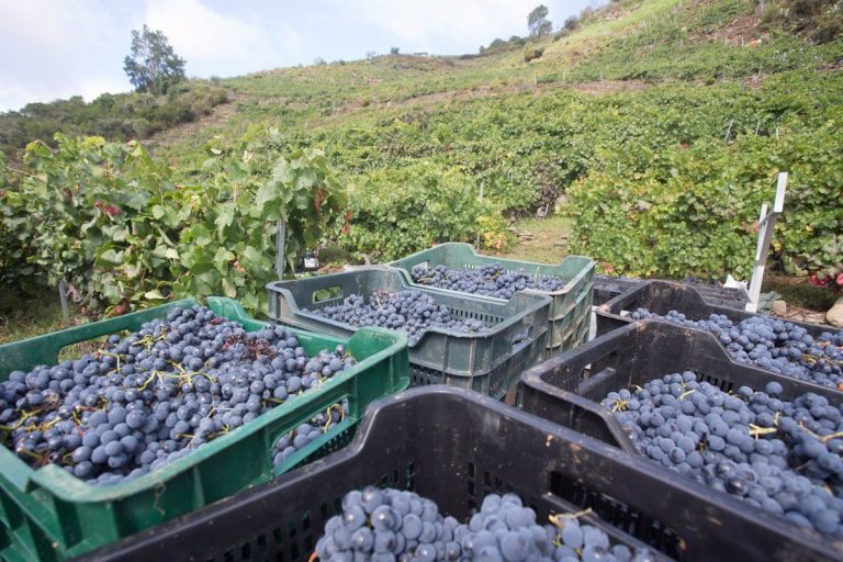 La Interprofesional del Vino de España estima una cosecha corta y de buena calidad