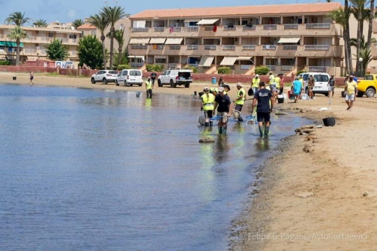 La ciencia avala la necesidad de que el Mar Menor sea el primer hábitat declarado en peligro de desaparición
