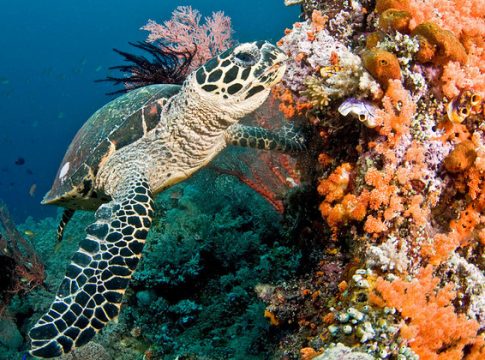 La cobertura de los arrecifes de coral, la biodiversidad y las capturas de peces han disminuido a la mitad