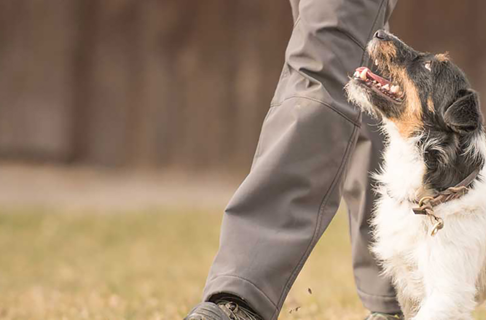 Las cosas que nunca deberías hacer si tienes un perro