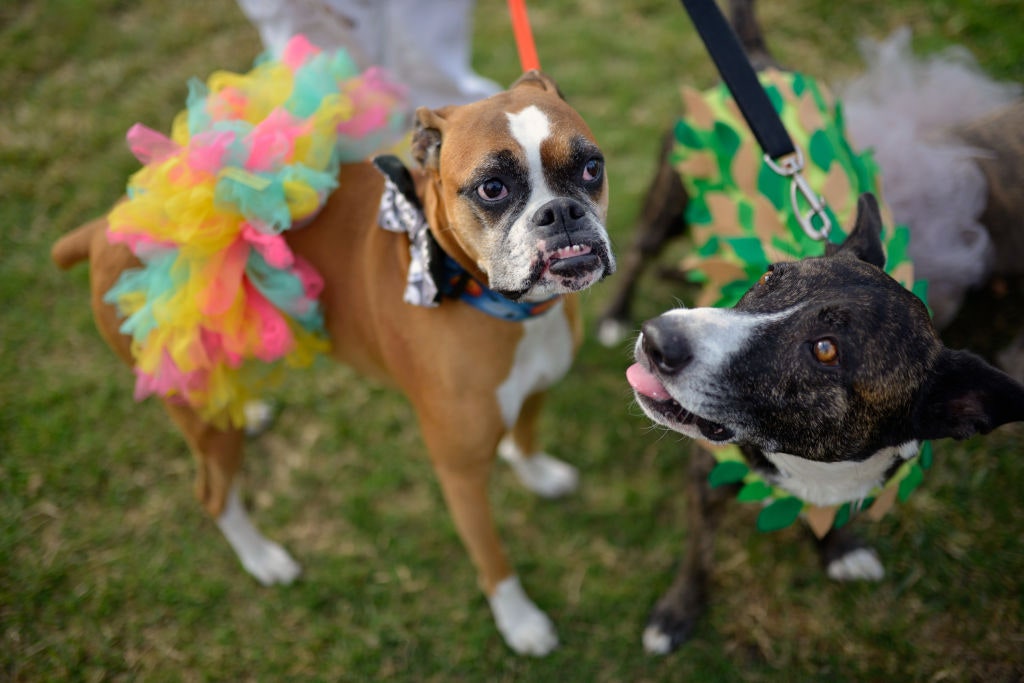 Las cosas que nunca deberías hacer si tienes un perro