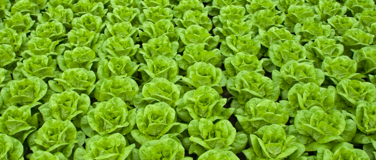 Los motivos por los que abusar de la lechuga es una mala idea