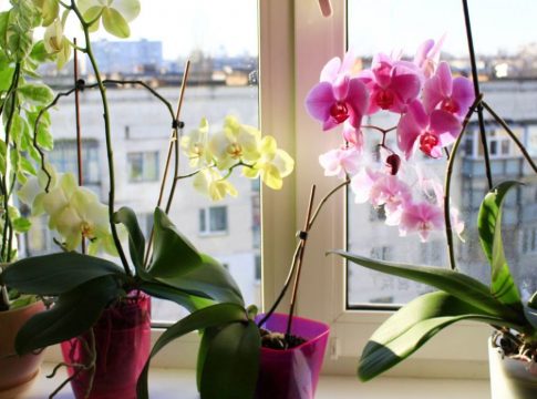 ORQUIUDEA Orquídea