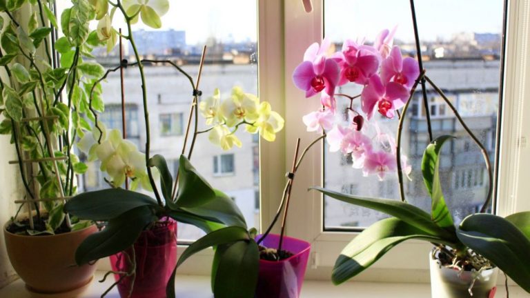 Cómo revivir una orquídea