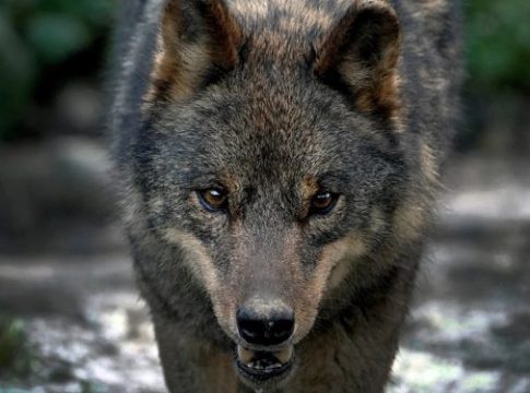 PSOE Cantabria ve necesario recurrir la protección del lobo