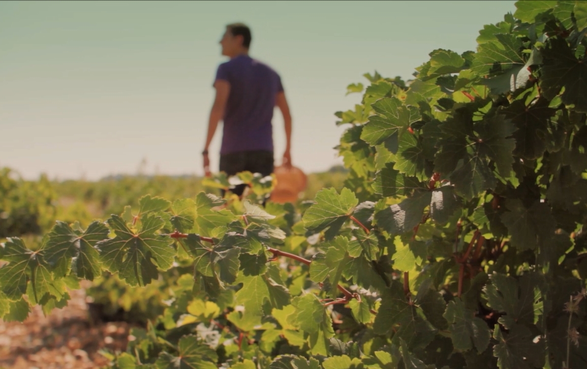 La Ruta del Vino de Rueda, en plena efervescencia tras el comienzo de la vendimia 54 Vino de calidad