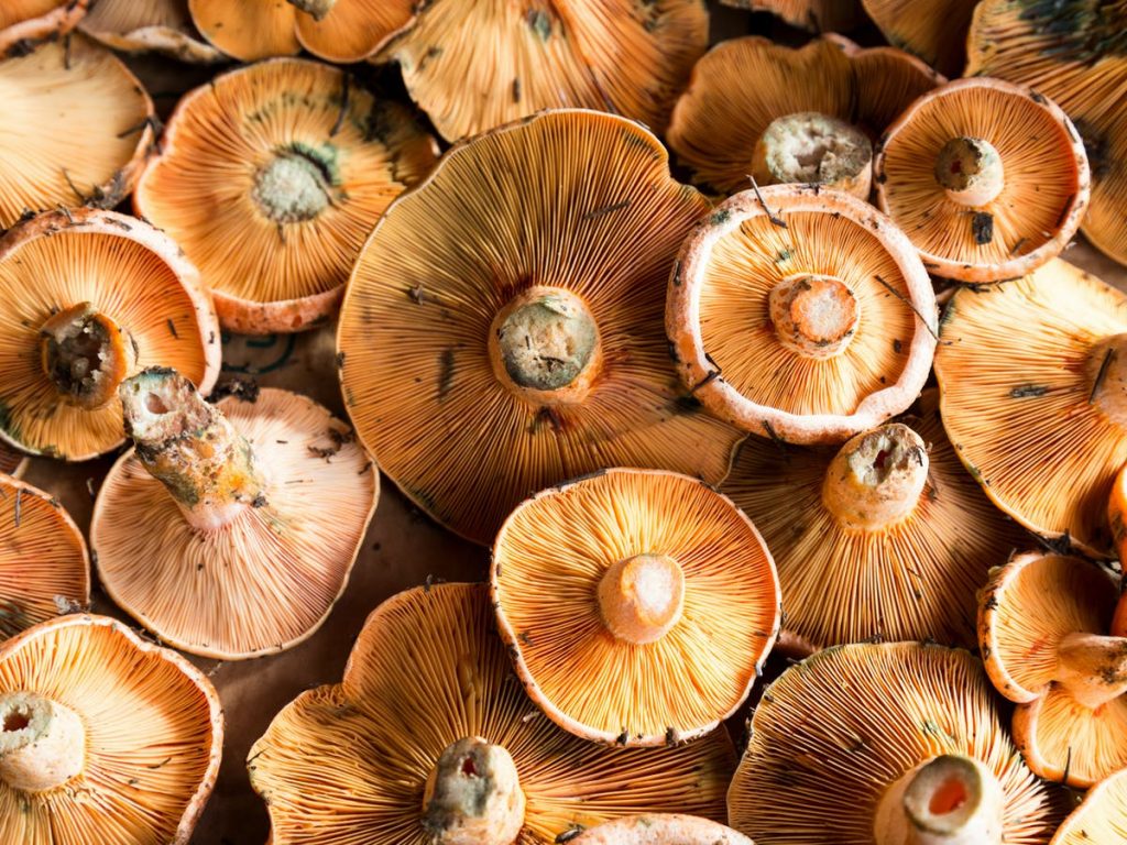 Alimentos imprescindibles en tu dieta para evitar gripes y resfriados 67 Setas Alimentos imprescindibles en tu dieta para evitar gripes y resfriados