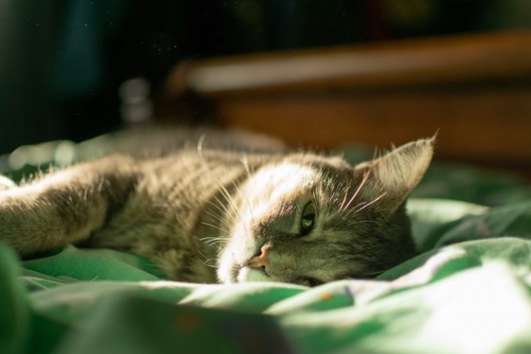 El truco para hacer una cama para gatos con una camiseta