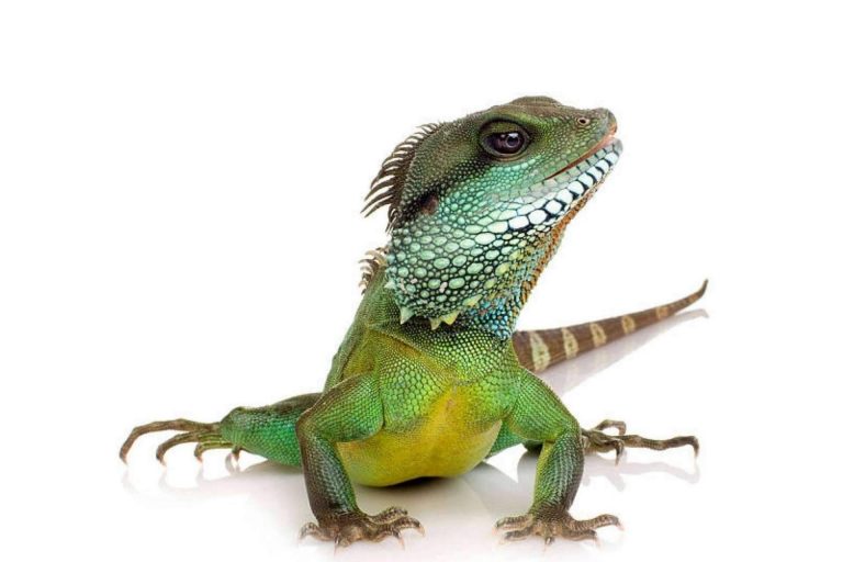 ¿Qué se debe saber a la hora de tener reptiles como mascota?, por Animalzone