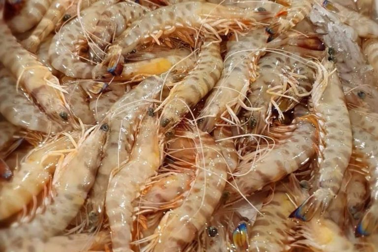 Los langostinos de Sanlúcar de la lonja a la mesa con comprarpescadoonline.es