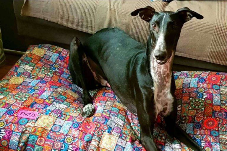 Patitas Barcelona: las camas para mascotas