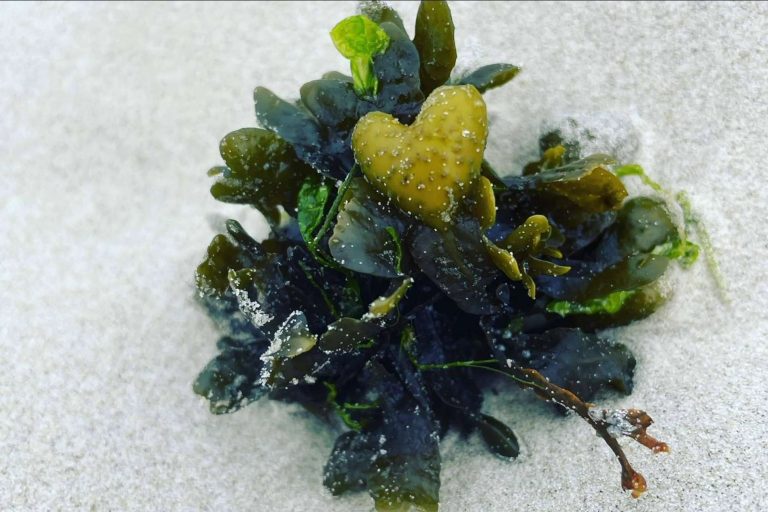 Los A-efectos del Fucoidan que garantizan la salud cardiovascular, celular y de microbiota, por Laboratorio Viridi