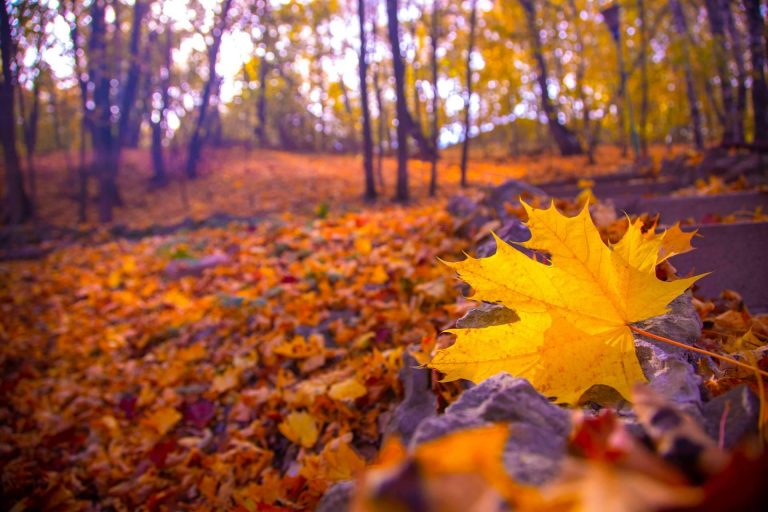 beneficios para piel, pelo y salud en la entre estación fin de verano antes de otoño