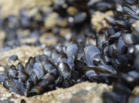 Mejillones: los errores básicos que cometes al elegirlos y cocinarlos Mejillones: los errores básicos que cometes al elegirlos y cocinarlos