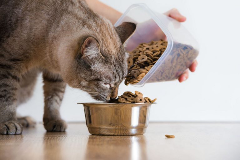 El mejor pienso para tu gato según sus necesidades
