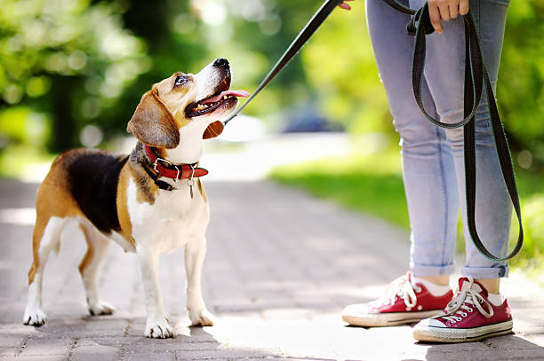 Las claves para que tu perro no tire de la correa 3 Pasear a nuestra mascota sin problemas