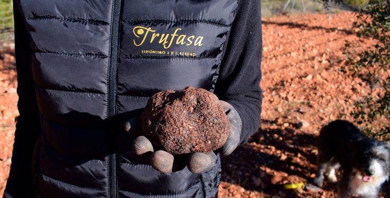 La trufa negra de cultivo sostenible de Trufasa, la gran protagonista de la temporada de la trufa
