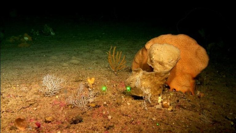 Descubren tres nuevas especies de esponjas en los montes submarinos del canal de Mallorca