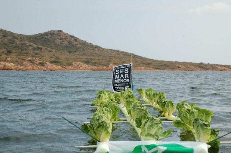 Ecologistas en Acción planta lechugas en el Mar Menor como protesta contra la contaminación