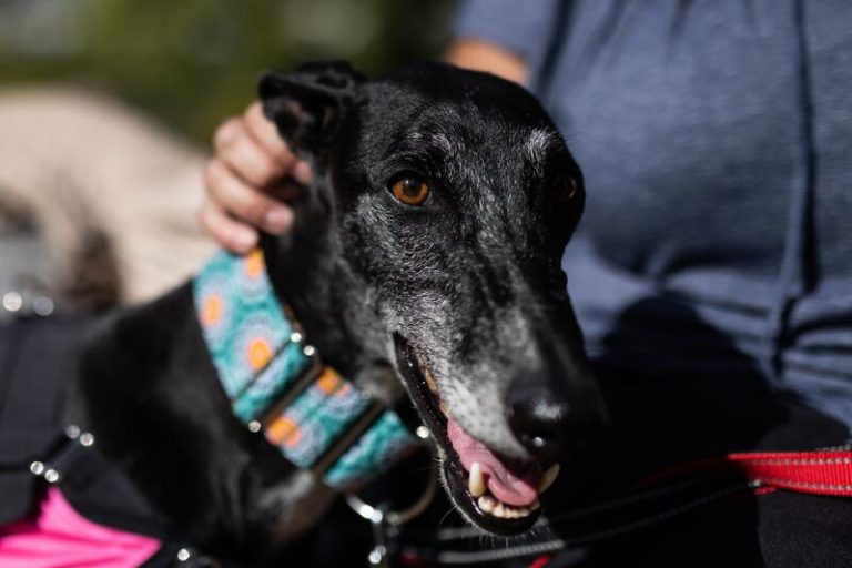 El Gobierno quiere prohibir los animales en las Cabalgatas de Reyes con la nueva ley de protección