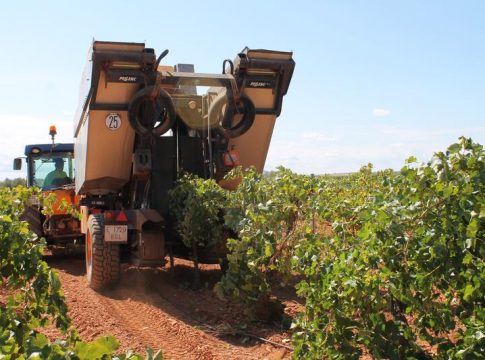 Viñedo El Gobierno adapta la legislación para prorrogar las autorizaciones de viñedo que vencen en 2021