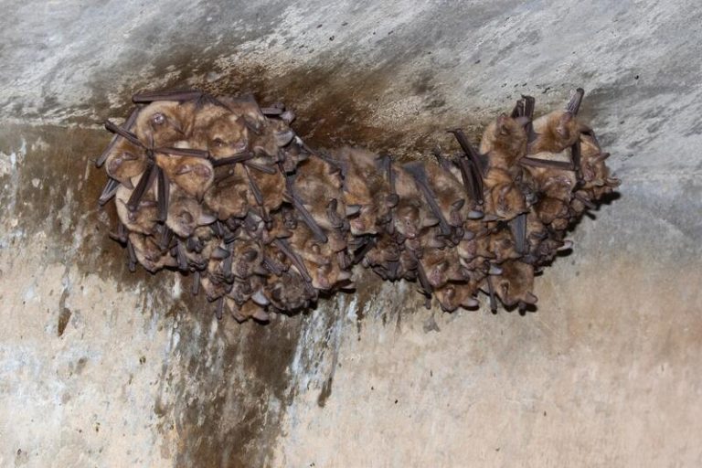 Endesa coloca grabadoras de última generación en galerías para estudiar los murciélagos