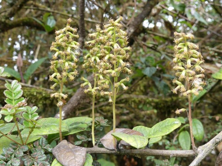 El Real Jardín Botánico clausura su 265º aniversario con visitas guiadas