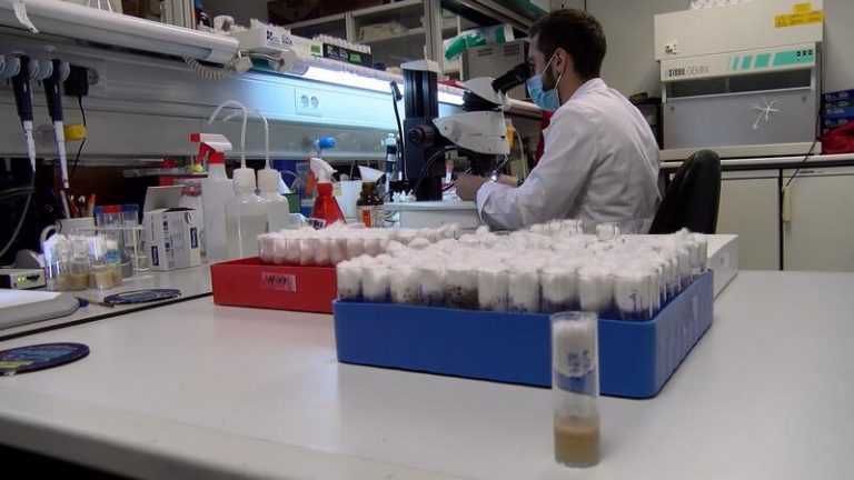 Investigadores identifican un mecanismo que controla el inicio de la pubertad