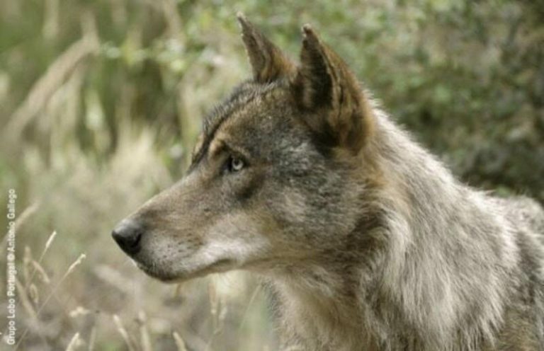 Organizaciones ecologistas se manifiestan 'Por la recuperación del lobo en Andalucía'
