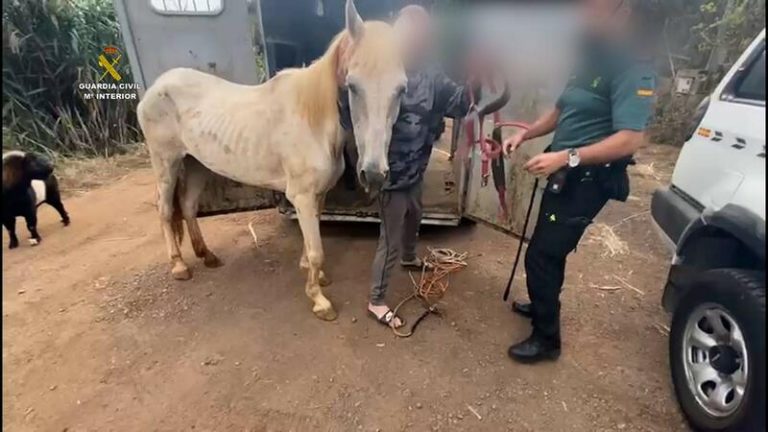 Detienen a 3 personas e investigan a una por el mal estado de sus animales en fincas de Gran Canaria