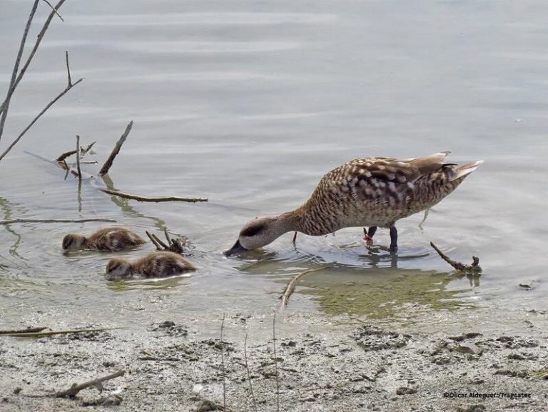 Casi 90 parejas de cerceta pardilla aumentan en 