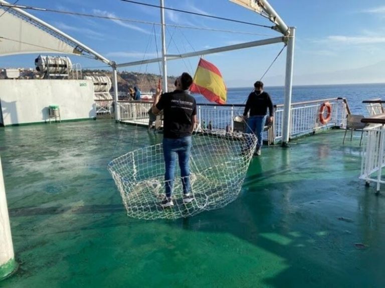 El Pevolca autoriza el rescate de los cuatro perros atrapados en la lava