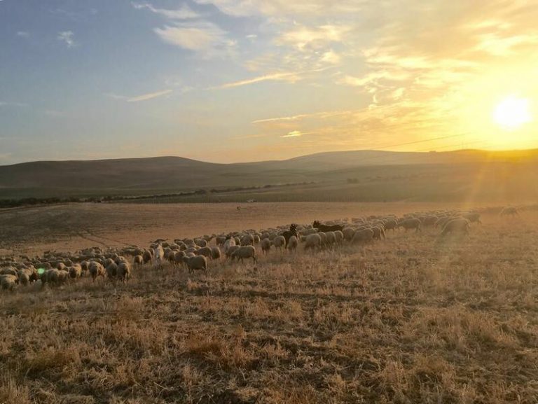 Sector agrario andaluz lamenta el avance del Plan Estratégico de la PAC