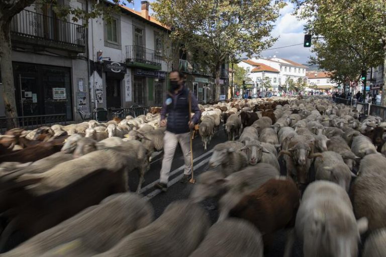 Mil ovejas y cien cabras cruzarán el centro de Madrid en la XXVIII Fiesta de la Trashumancia