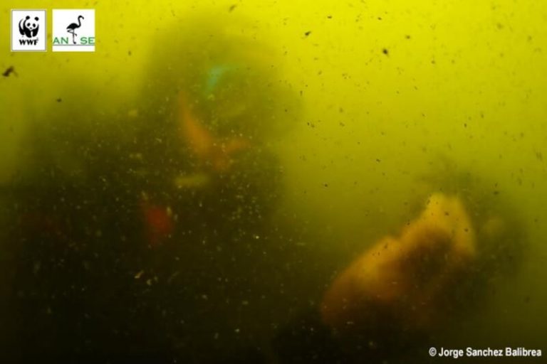 Un informe de la Comisión Europea apunta a una mejora de los niveles de eutrofización en el Mar Menor