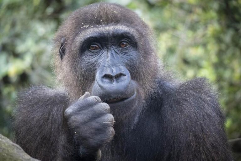 El primer gorila valenciano cumple nueve años en Bioparc