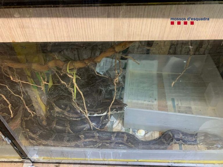 Encuentran reptiles de fauna salvaje en un operativo antidroga en Badalona