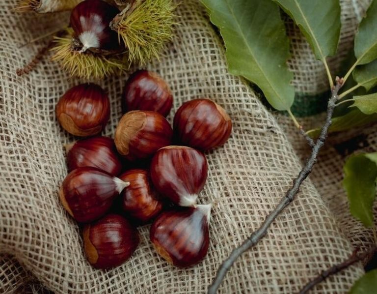 Lidl incrementa un 13% sus compras de castañas de origen nacional en dos años