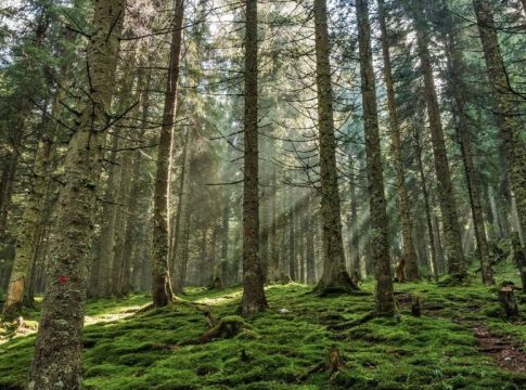 Disfruta una noche (o más) en una de las cabañas de España