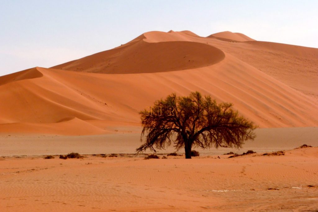 El árbol se da en espacios áridos