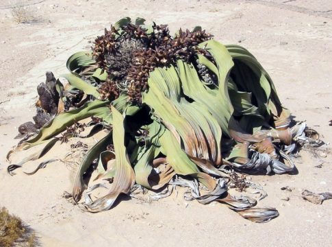 El-tiempo-que-vive-el-arbusto