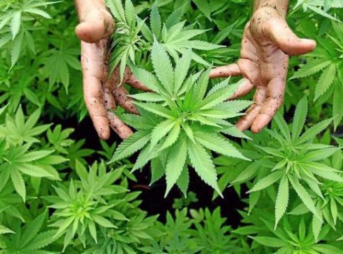 España pasa a ocupar el tercer puesto del ránking de los países donde más cannabis se consume