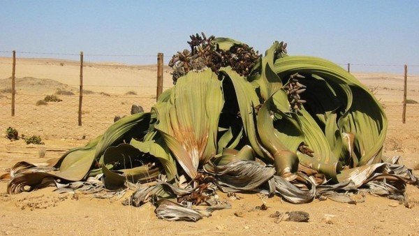 Esta es única planta inmortal del mundo