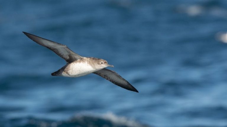 Galicia se convierte en refugio para aves vulnerables, en particular en el Golfo Ártabro