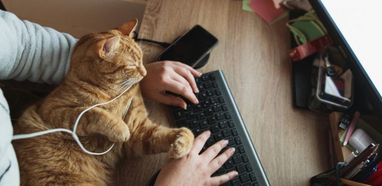 Por qué los gatos te molestan cuando estás en el ordenador