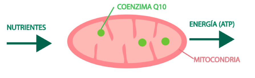 Qué es el Q10 y para qué sirve 2 ¿Cuáles son los efectos tiene el Q10 en la piel?