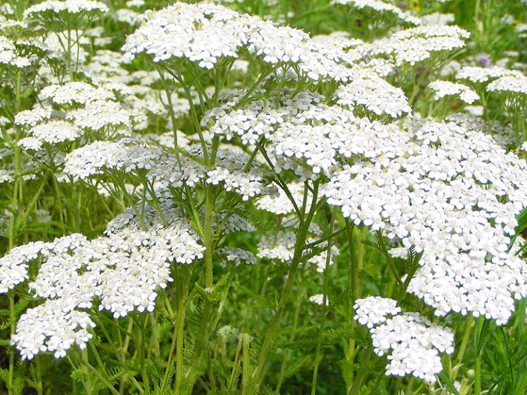 Qué es la aquilea y para qué sirve