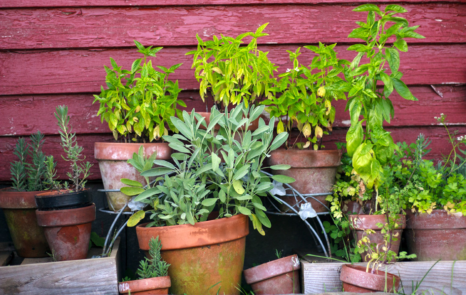 ¿Cuáles son las ventas de contar con un huerto medicinal?