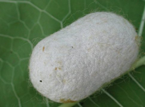 Qué es y cómo se forma la seda 1 Qué es y cómo se forma la seda